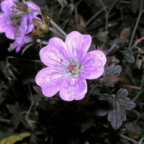Geranium "Dusky Crg"