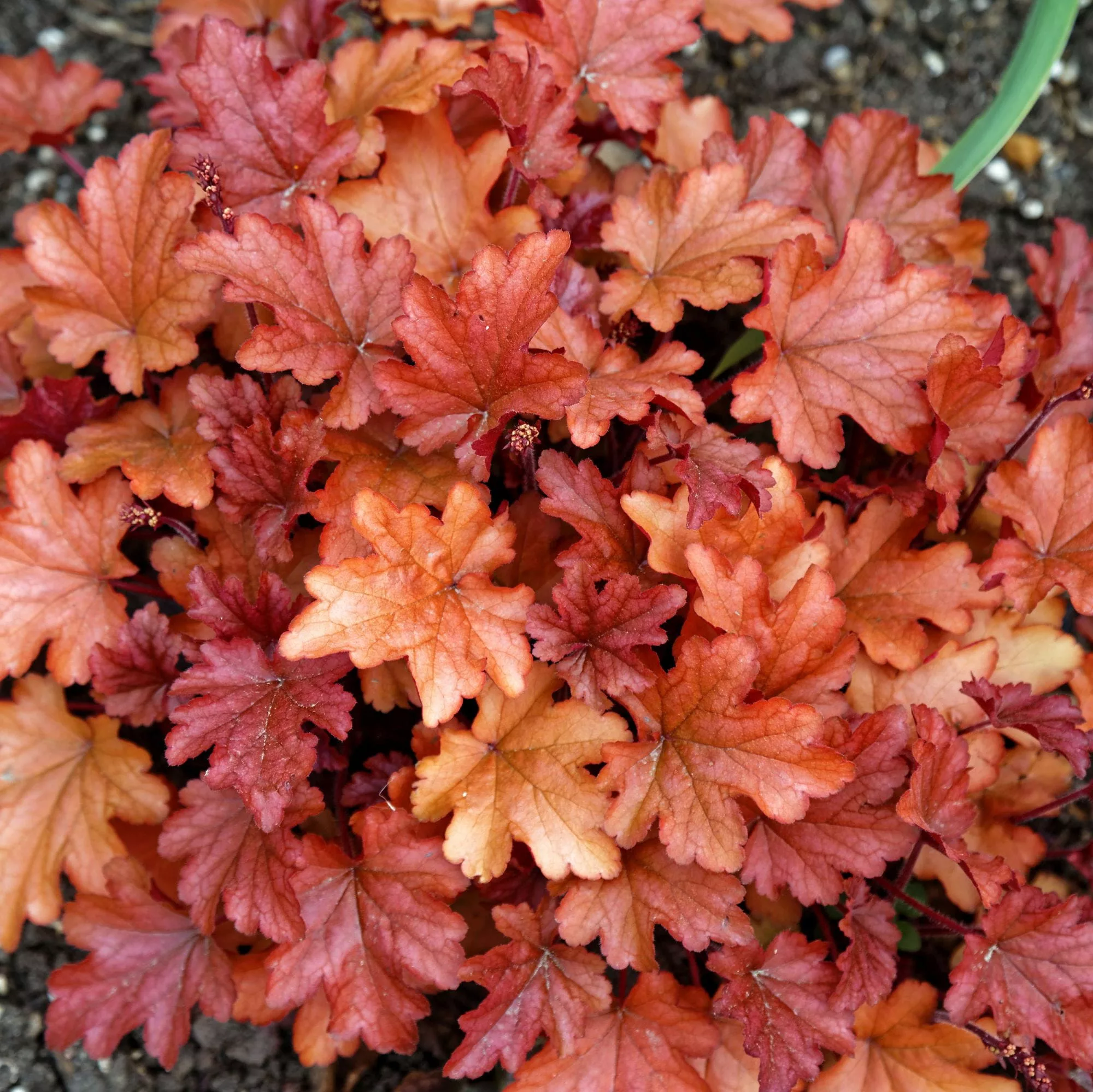 Heuchera "Peach Flamb"