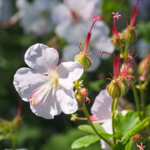Geranium x cantabrigiense "St. Ola"
