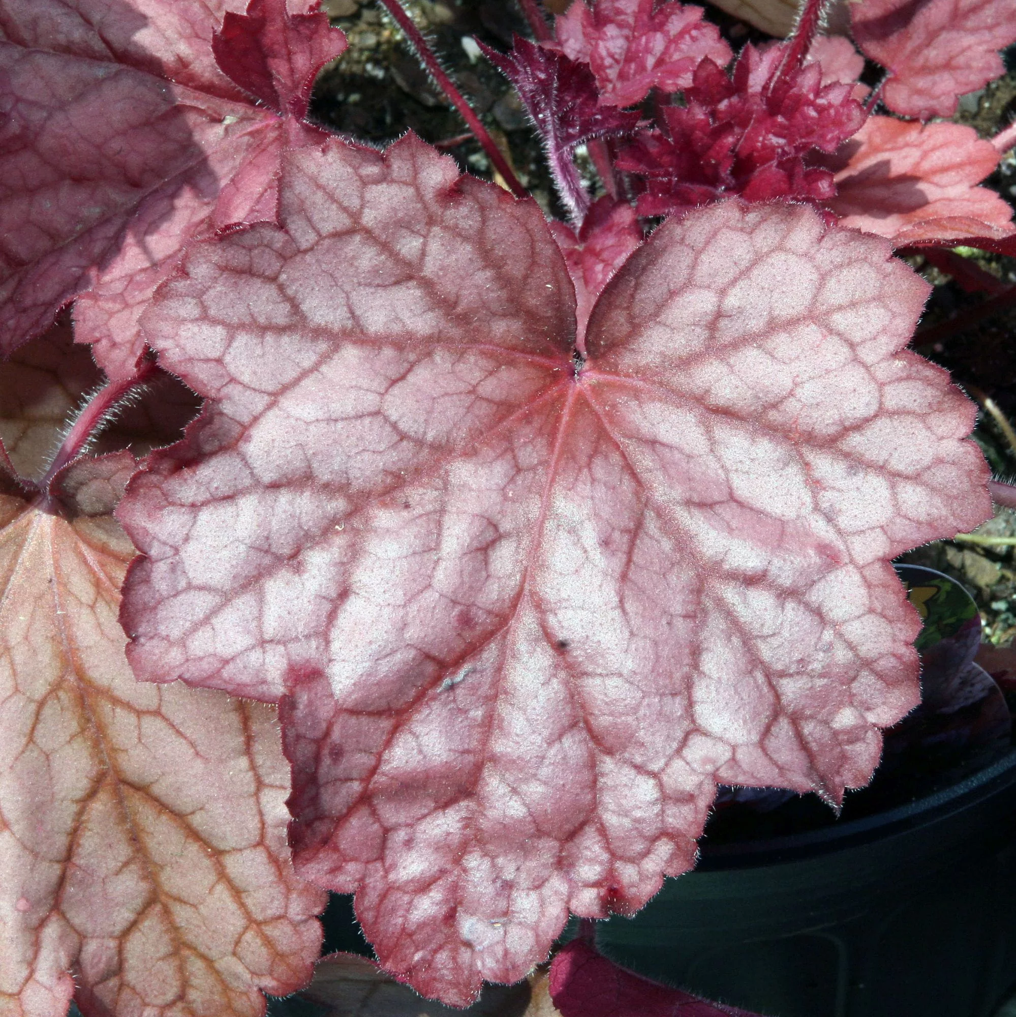 Heuchera "Georgia Peach"
