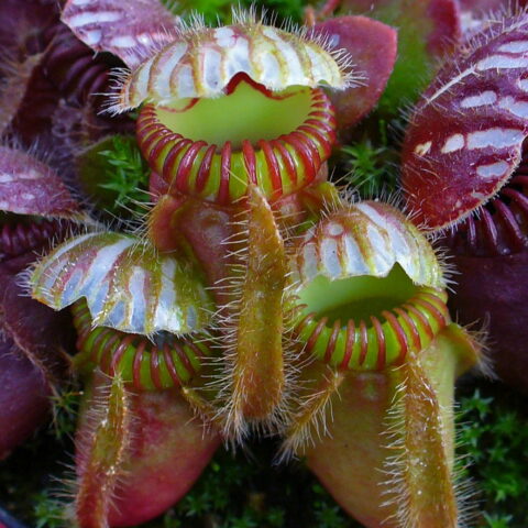 Cephalotus follicularis