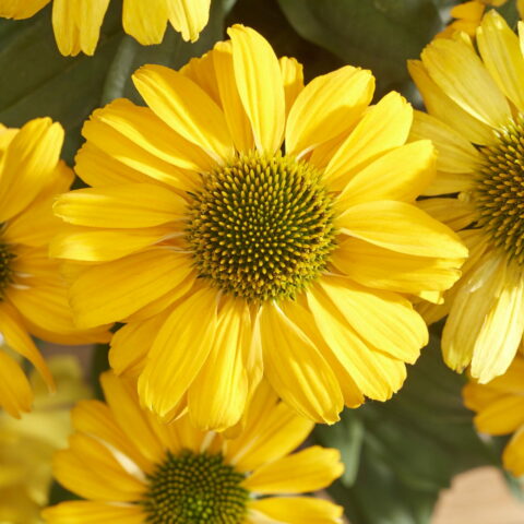 Echinacea purpurea "Sunseekers Yellow"