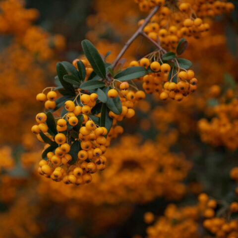 Pyracantha "Orange Glow"