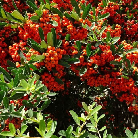 Pyracantha "Mohave"
