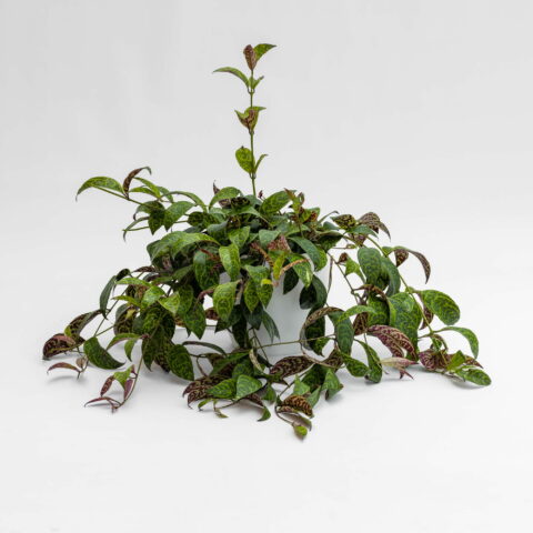 Aeschynanthus marmoratus
