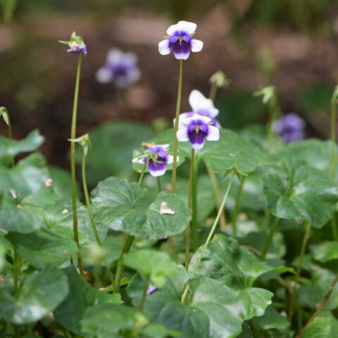Viola hederacea
