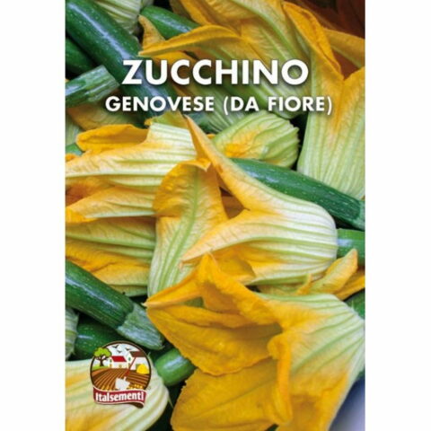 Zucchino genovese da fiore (Semente)