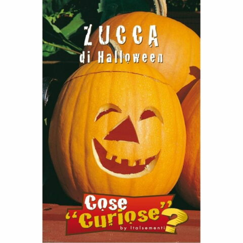 Zucca di Halloween (Semente)