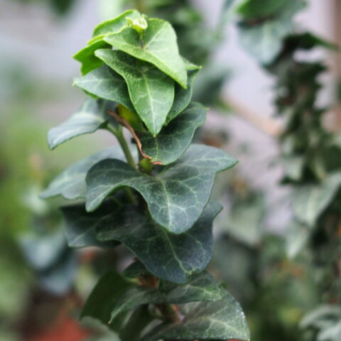 Hedera helix "Erecta"