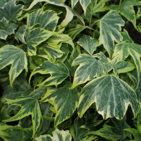Hedera helix "Yellow Ripple"