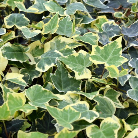 Hedera helix "Goldchild"