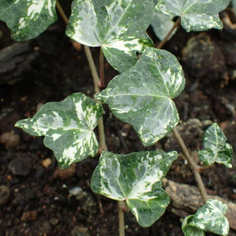 Hedera helix "Kolibr"