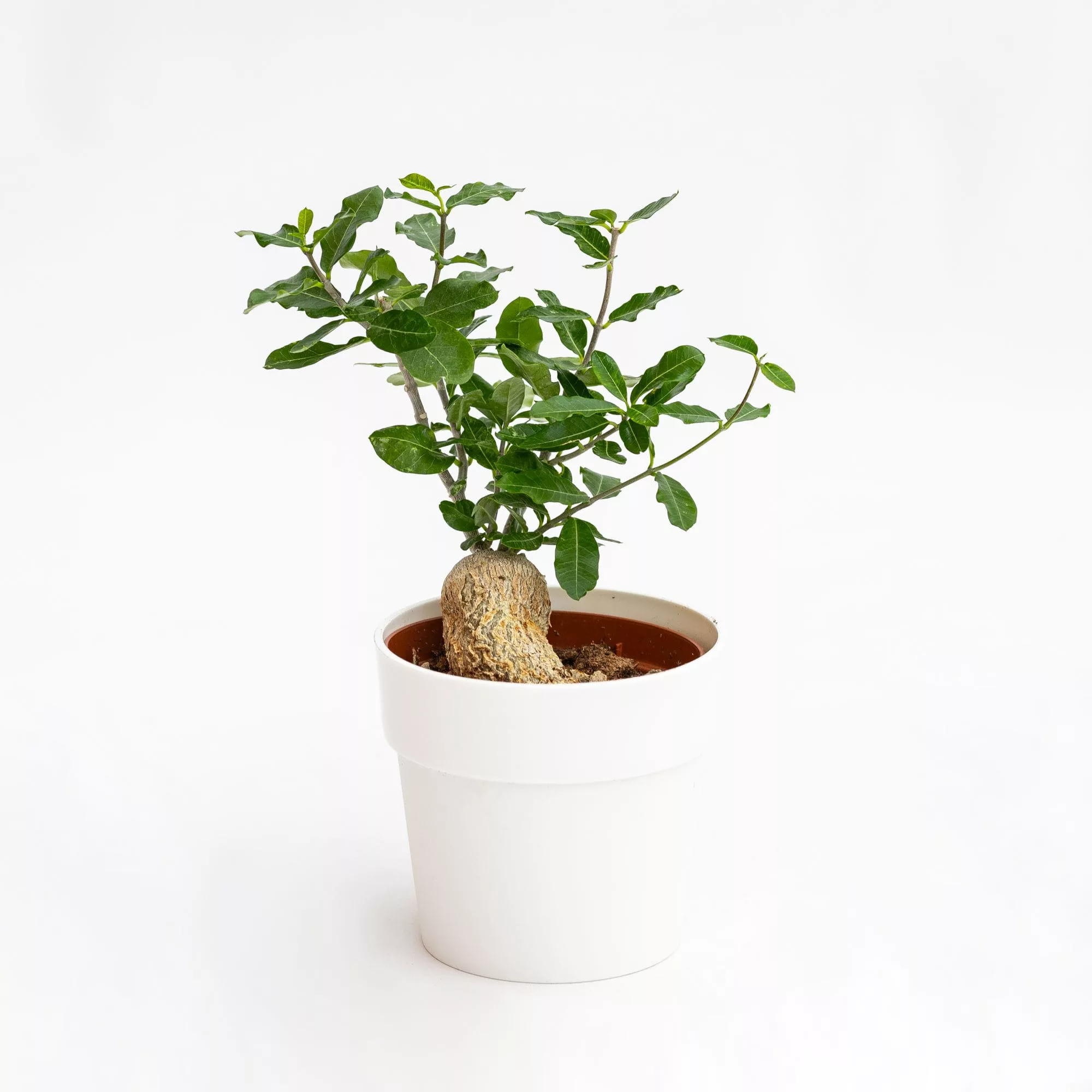 Fockea edulis