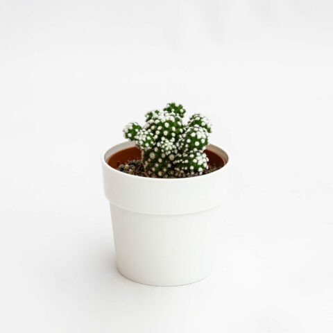 Mammillaria gracilis