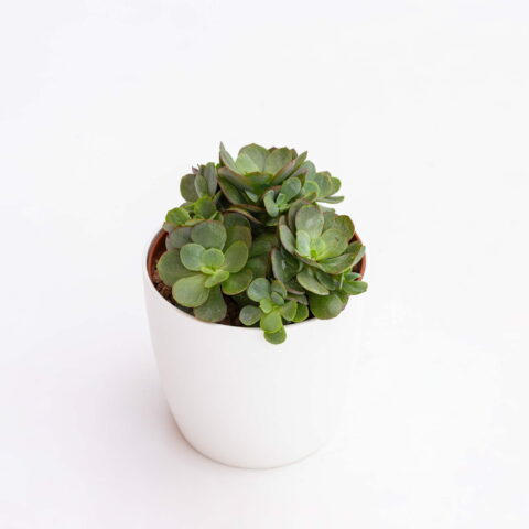 Echeveria "Cassyz"