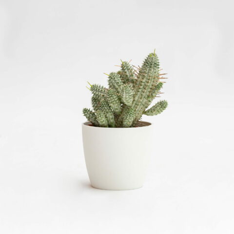 Euphorbia mammillaris "Variegata"