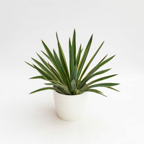Yucca gloriosa "Variegata"