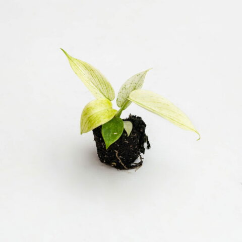 Philodendron "Florida Ghost" Baby Plant