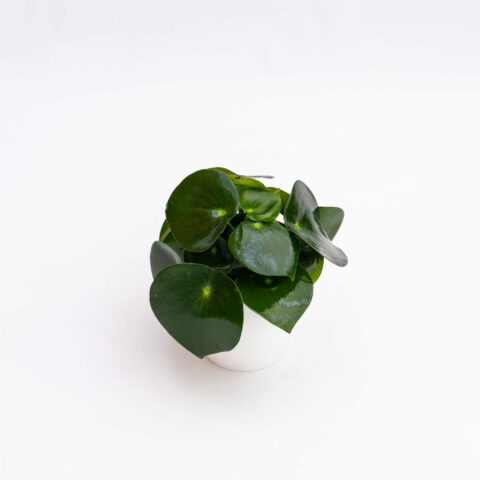 Peperomia polybotrya "Raindrop"