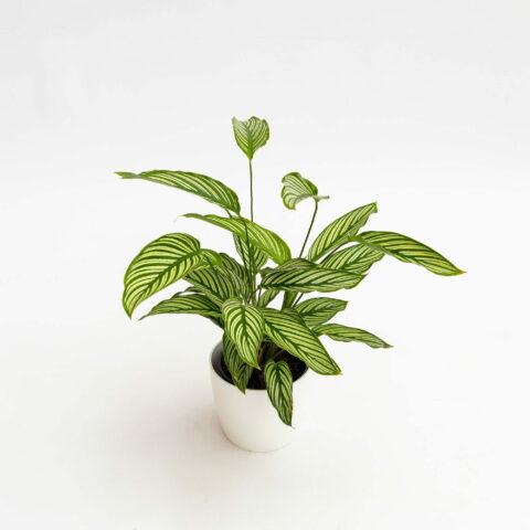 Calathea "Vittata"