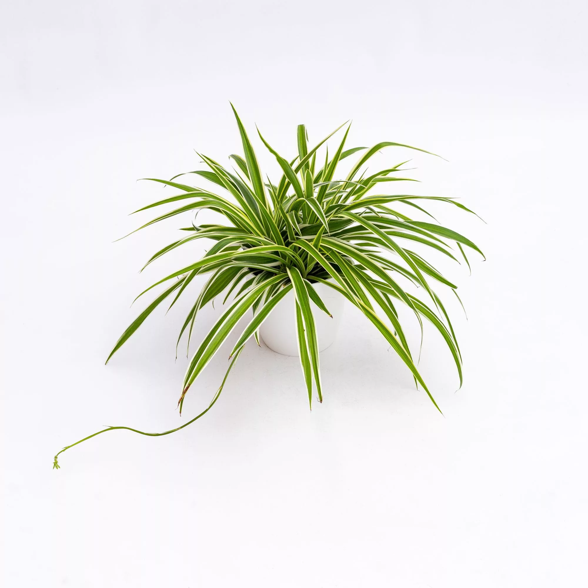 Chlorophytum comosum "Ocean"