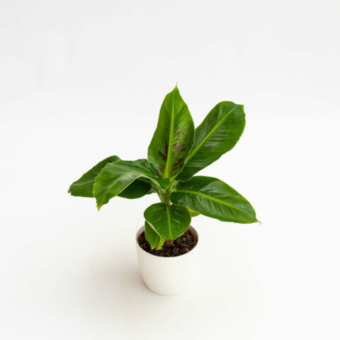Musa tropicana