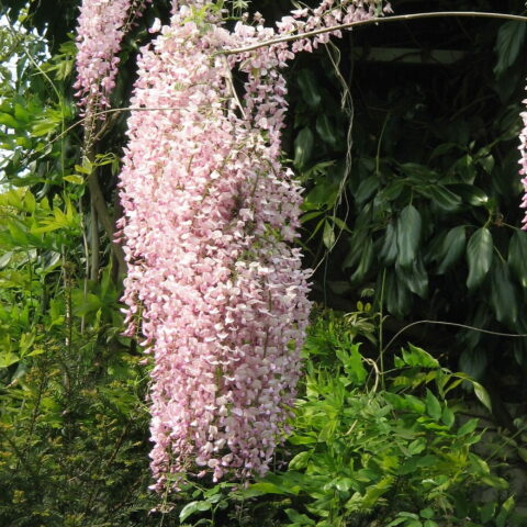 Wisteria floribunda "Rosea"