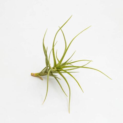 Tillandsia aeranthos