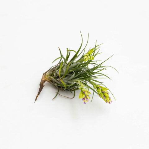 Tillandsia stricta