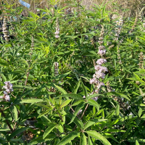 Vitex agnus-castus "Pink Pinnacle"