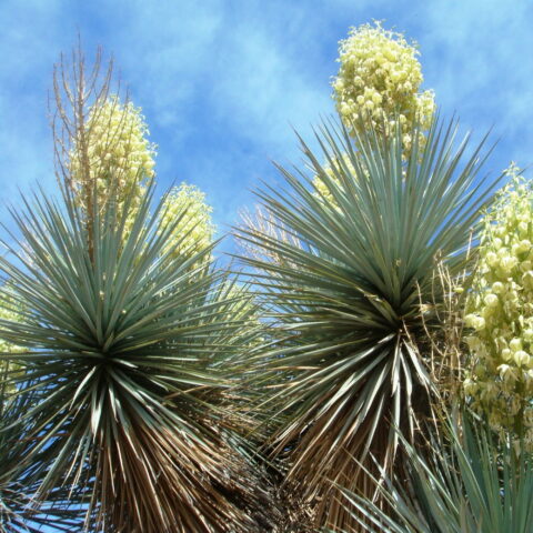 Yucca gloriosa