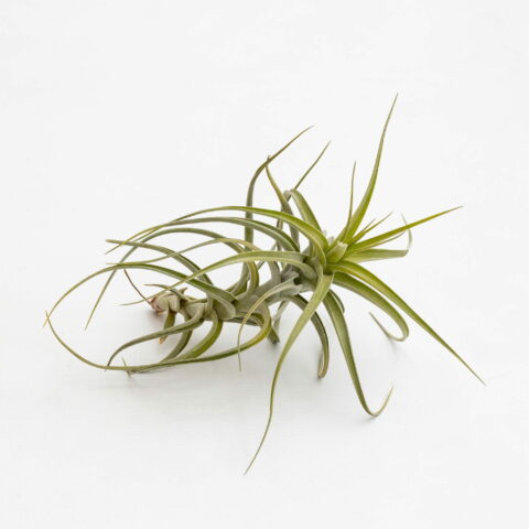 Tillandsia bergeri grigia