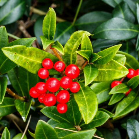 Skimmia japonica "Temptation"