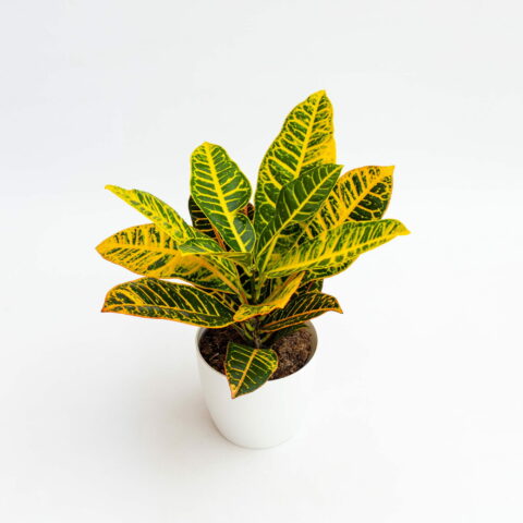 Codiaeum variegatum "Petra"