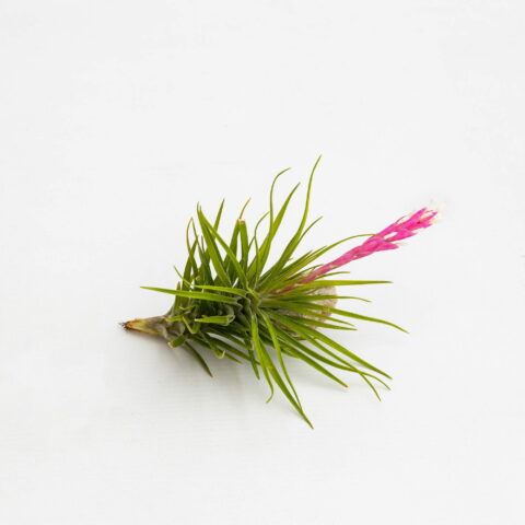 Tillandsia tenuifolia var. strobiliformis