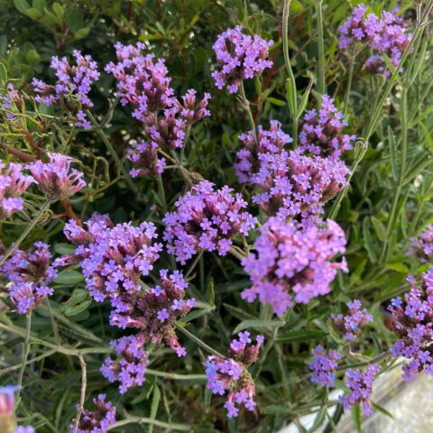 Verbena bonariensis