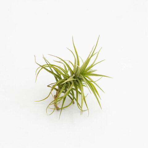 Tillandsia bergeri verde