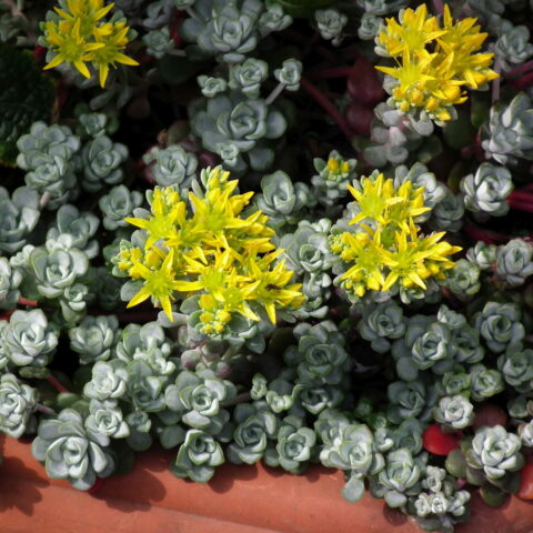 Sedum spathulifolium "Cape Blanco"