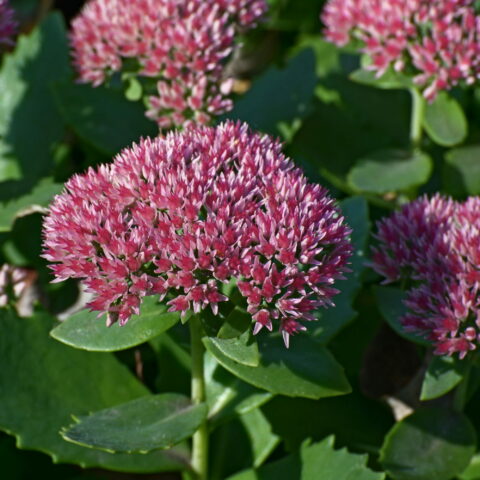 Sedum telephium "Herbstfreude"