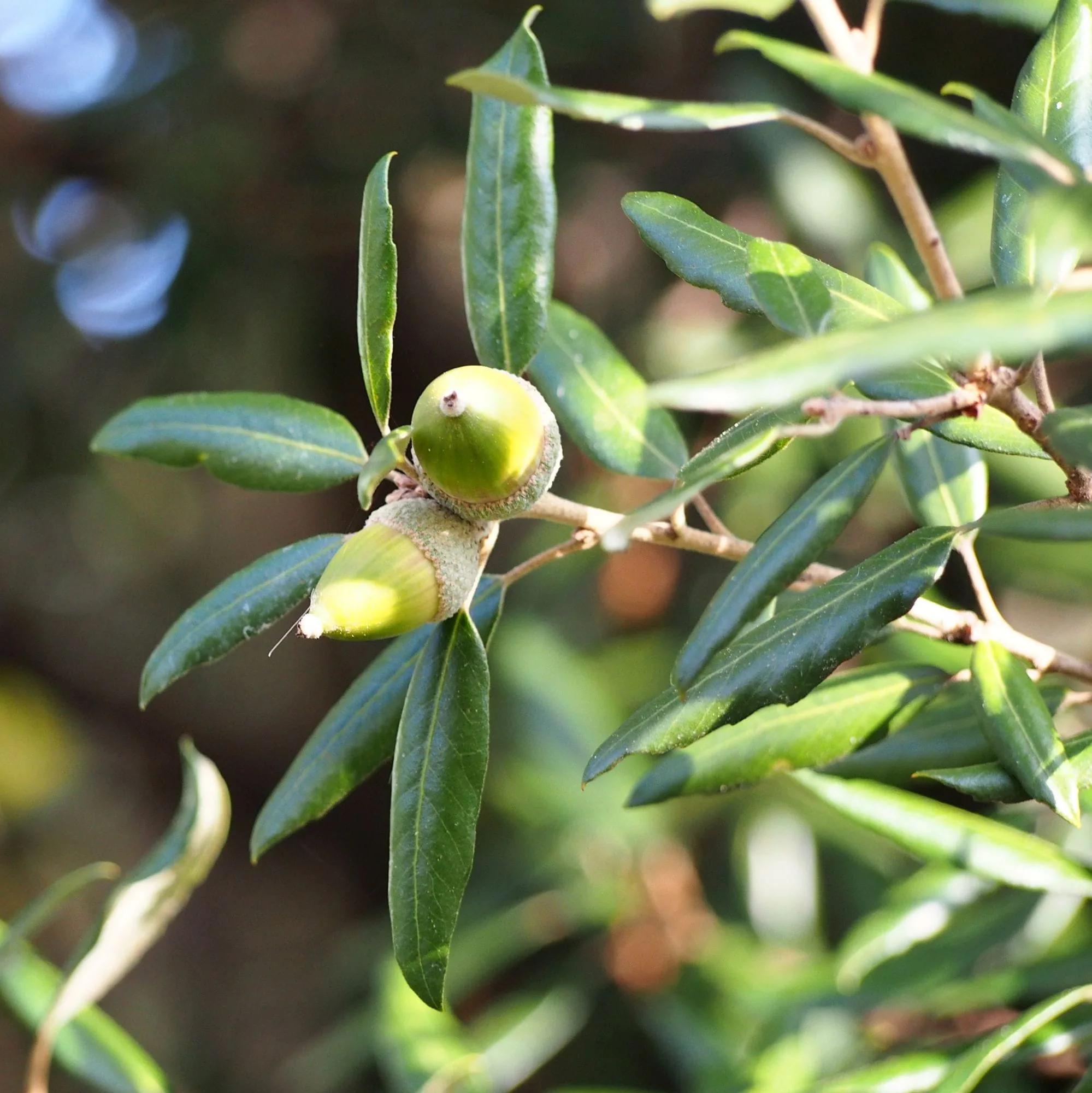 Quercus ilex