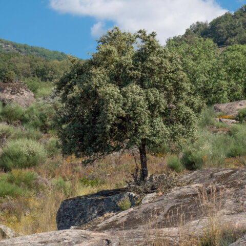 Quercus ilex