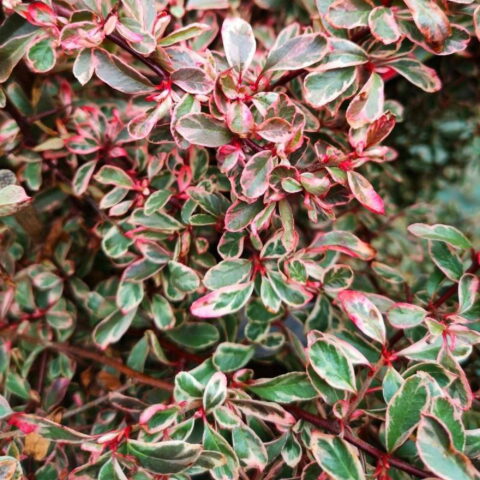Pyracantha "Sparkler"