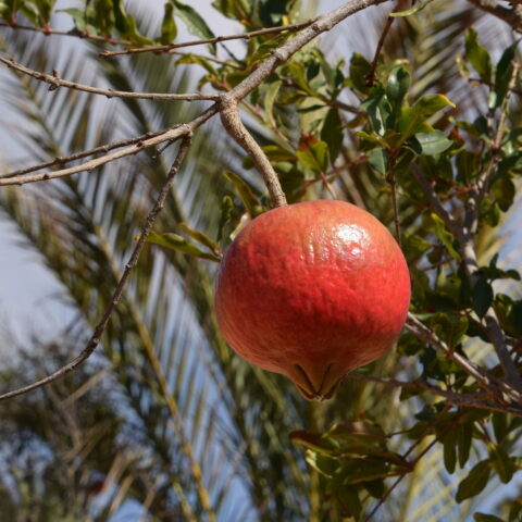 Punica granatum "Acco"
