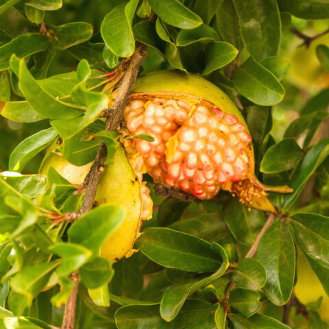 Punica granatum "Dente di Cavallo"
