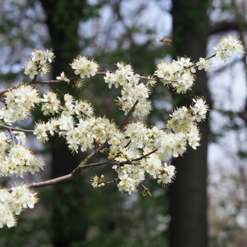 Prunus spinosa