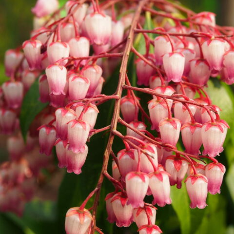 Pieris japonica "Katsura"