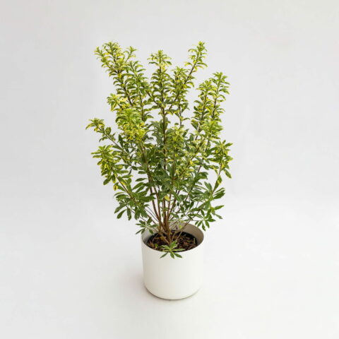 Pittosporum heterophyllum "Variegatum"