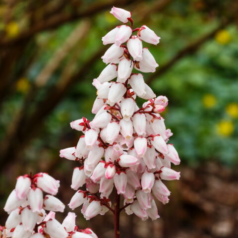 Pieris japonica "Bonfire"