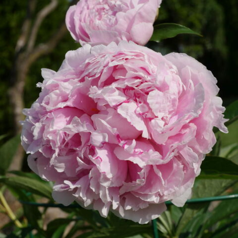 Paeonia lactiflora "Sarah Bernhardt"