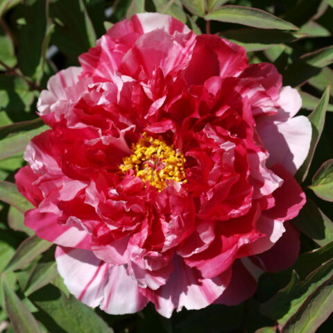 Paeonia "Shima Nishiki"